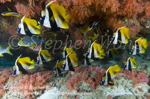 Bannerfish 11tc 0181 Stephen WONG copy