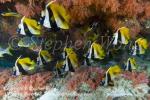 Bannerfish 11tc 0181 Stephen WONG copy