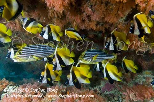 Bannerfish 13tc 0187 Stephen WONG copy