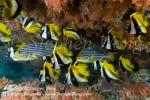 Bannerfish 13tc 0187 Stephen WONG copy