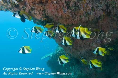 Bannerfish 15tc 0192 copy