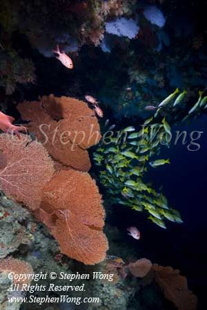 Cave 07tc & Snappers 6047 copy