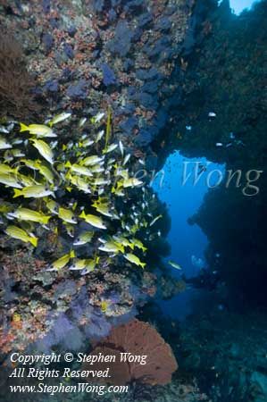 Cave 10t & Takako 6095 copy