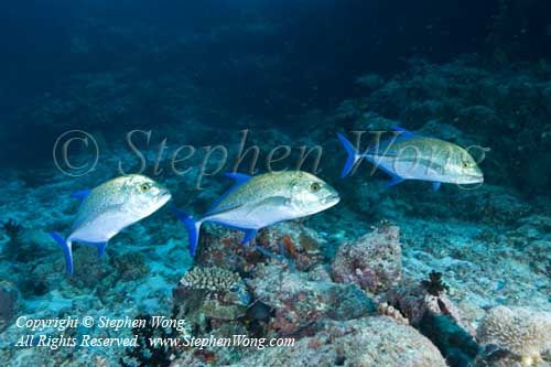 Jack 11t Blue-spotted 6387 copy