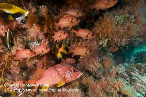 Soldierfish 01t 0171 copy