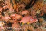 Soldierfish 02t 0172 copy