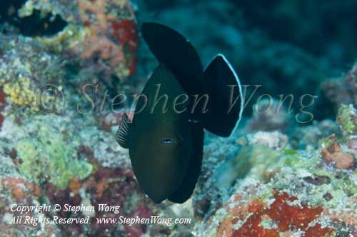 Triggerfish 03t 0036 copy