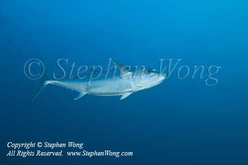 Tuna 04t Dogtooth 0004 copy