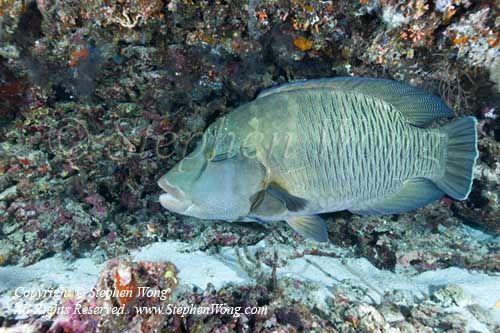 Wrasse 07t Napolean 6376 copy