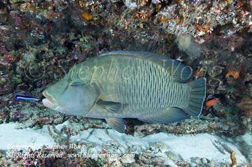 Wrasse 09t Napolean 6377 copy