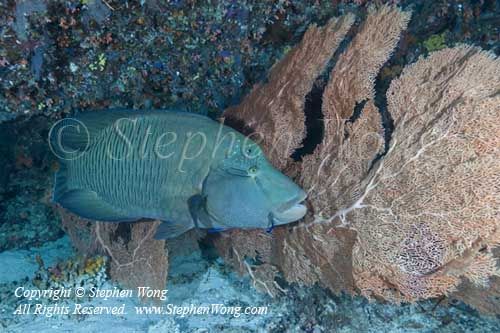 Wrasse 12tc Napolean 6380 copy