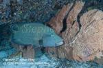 Wrasse 12tc Napolean 6380 copy