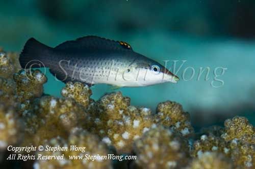 Wrasse 17tc2 Bird, female 0044 copy