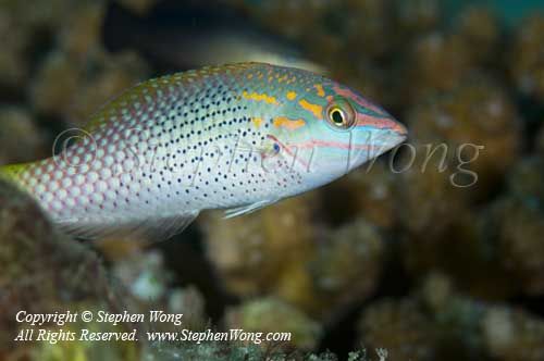 Wrasse 18t 0046 copy