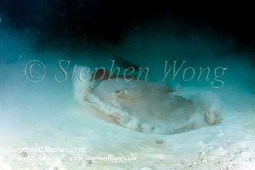 Stingray 01tc 5527 copy