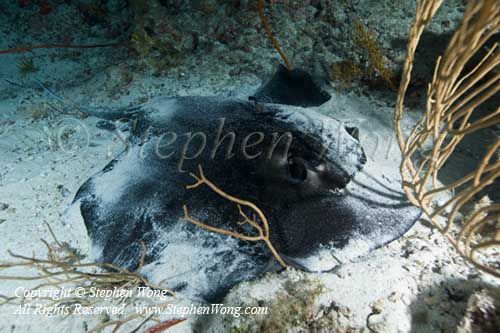 Stingray 03t 5538 copy