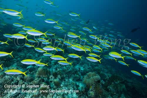 Fusilier 03t 5907 copy