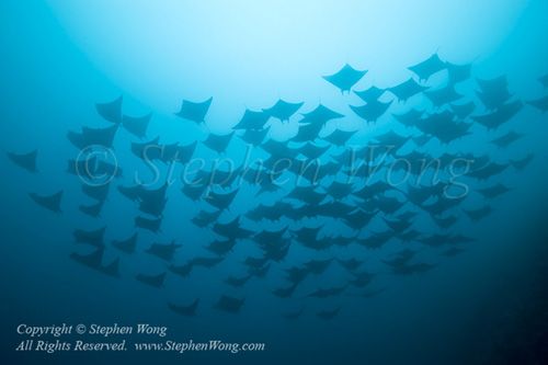 Mobula 05t 6302 Stephen WONG