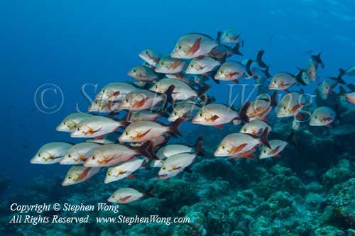 Snapper 08tc 5738 copy