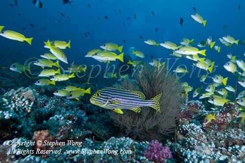 Sweetlips 06t 6124 copy