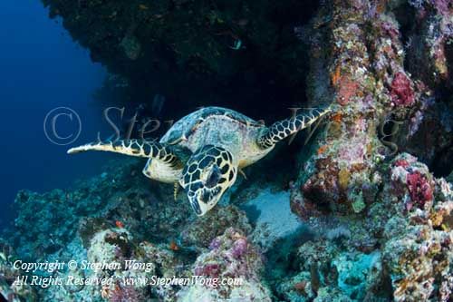 Turtle 02t Hawksbill & Takako 5511 copy