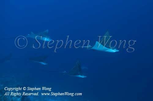 Eagle Ray 04tc2 5941 copy