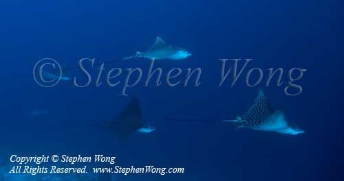 Eagle Ray 05tc 5942 copy