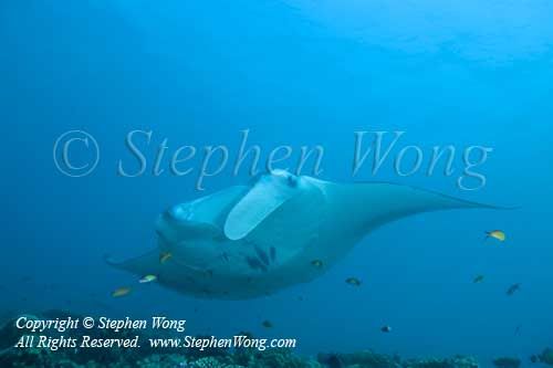 Manta Ray 04t 6541 copy
