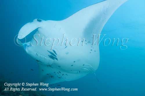 Manta Ray 05t 6533 copy