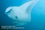 Manta Ray 05t 6533 copy