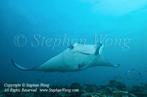 Manta Ray 07t2 6552 copy