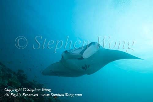Manta Ray 10t 6554 copy