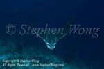Spotted Eagle Ray 03tc 5559