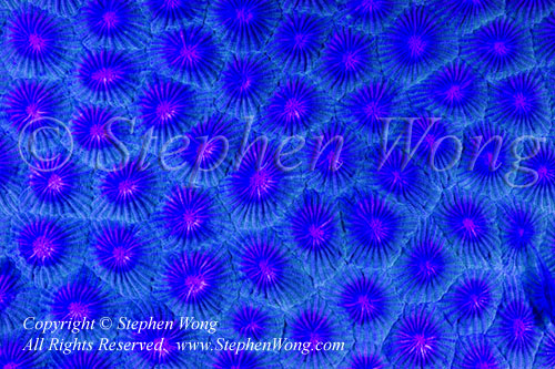 Coral 01t 8413 Stephen Wong