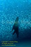 Sea Lion 02t2 Bigeye Scad 1751 Stephen WONG