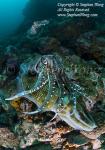 Cuttlefish 02tc Pharaoh mating 2582 Stephen WONG