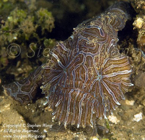 Frogfish 03t Psychedelic 6465 Stephen WONG