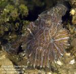 Frogfish 03t Psychedelic 6465 Stephen WONG