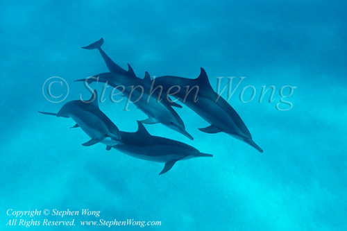 Spinner Dolphin 14t 7262 Stephen WONG_01