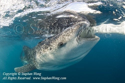 Whale Shark 09t 2129 Stephen WONG_01