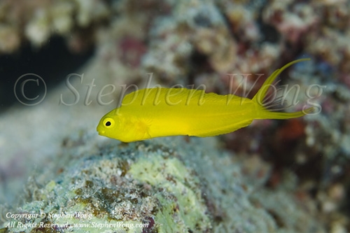 Blenny 05tc Meiacanthus oualanensis 3756 Stephen WONG_01