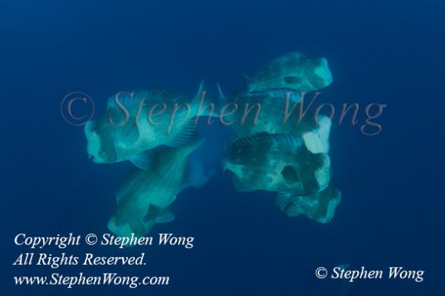 Bumphead 02tc2 spawning 0792 Stephen WONG