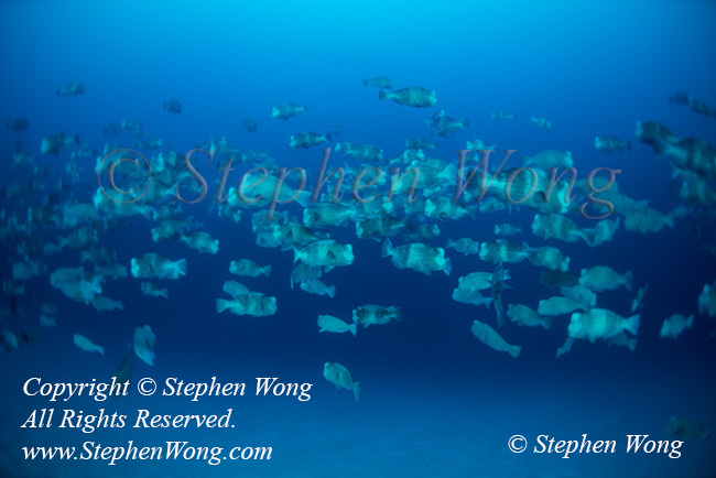 Bumphead 12t spawning 0902 Stephen WONG