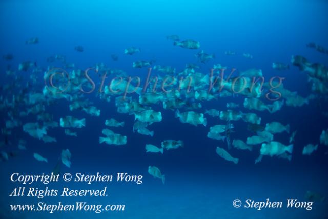 Bumphead 12t spawning 0902 Stephen WONG