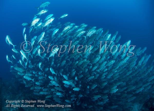 Jack 03tc Horse-eyed 6250