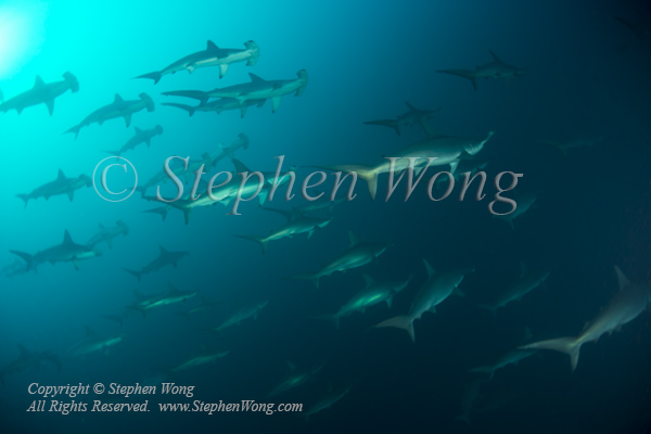 Shark 07t Scalloped Hammerhead 6454 Stephen WONG