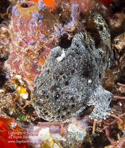 Frogfish 06tc 7136