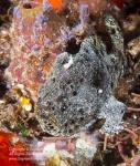 Frogfish 06tc 7136