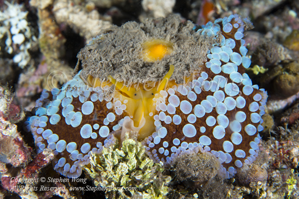 Nudi 05tc Umbrella 7197