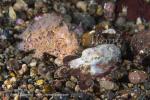 Octopus 02tc Coconut juv & Striated Frogfish juv 7450